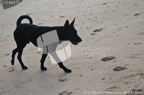 Image of Dog at the beach