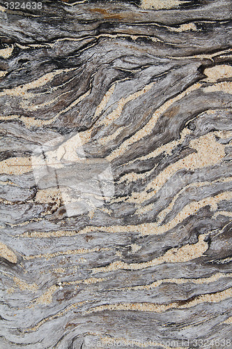 Image of tree detail