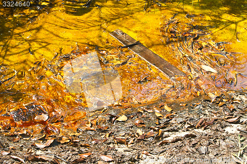 Image of Closeup of algae in water