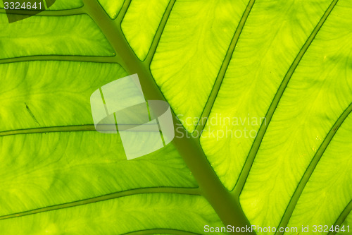 Image of Leaf in Thailand