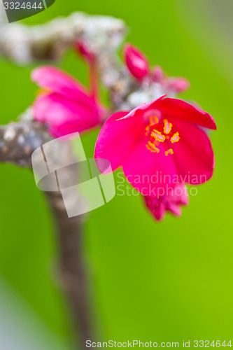 Image of pink, flowers on a tree in Koh Ngai island Thailand