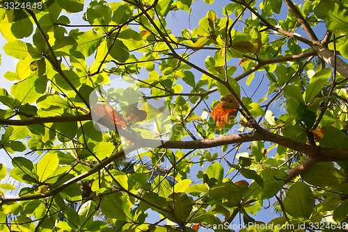 Image of leaf