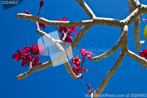 Image of Flowers in Thailand