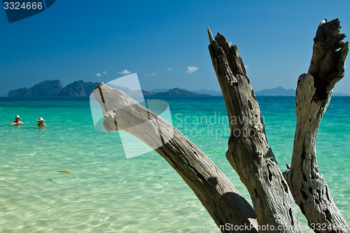 Image of Dead tree in water the beach  thailand