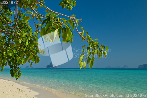 Image of Tree growing at  the beach in thailand