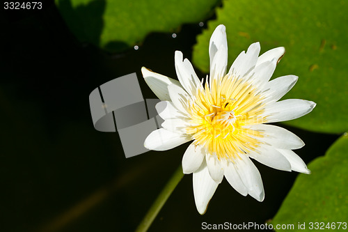 Image of Water lily on  Koh Ngai island Thailand