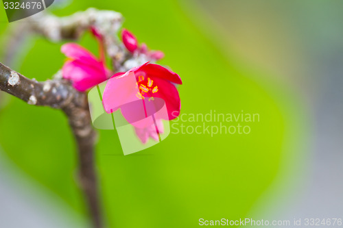 Image of pink, flowers on a tree in Koh Ngai island Thailand