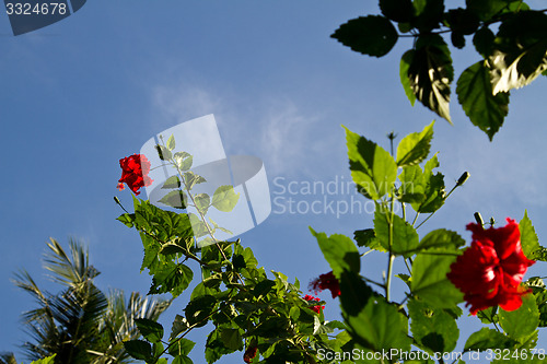 Image of Red orchid on a tree in Thailand