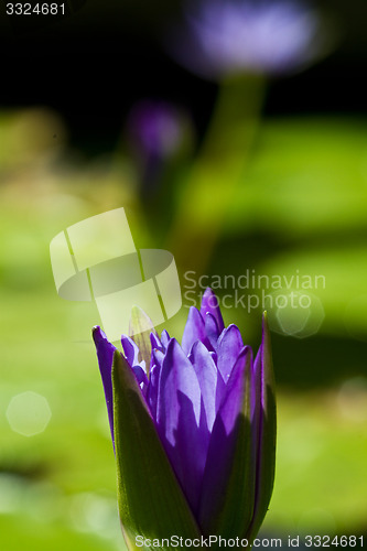 Image of Water lily on  Koh Ngai island Thailand