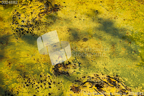 Image of Closeup of algae in water