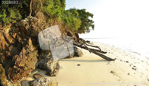 Image of Tree growing at  the beach in thailand