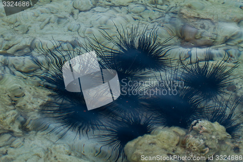 Image of sea ??urchin At the beach in thailand