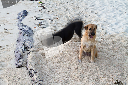 Image of Dog at the beach