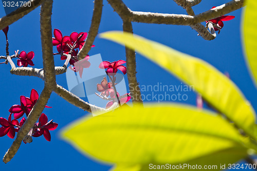 Image of Flowers in Thailand