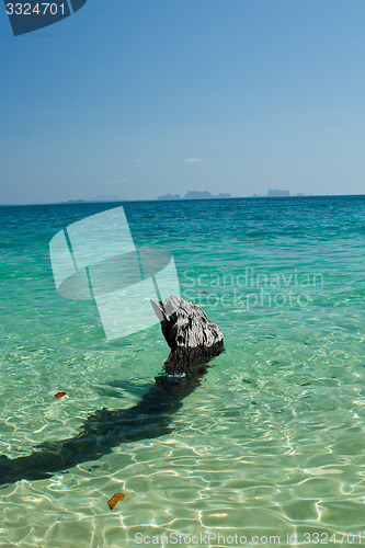 Image of Dead tree in water the beach  thailand