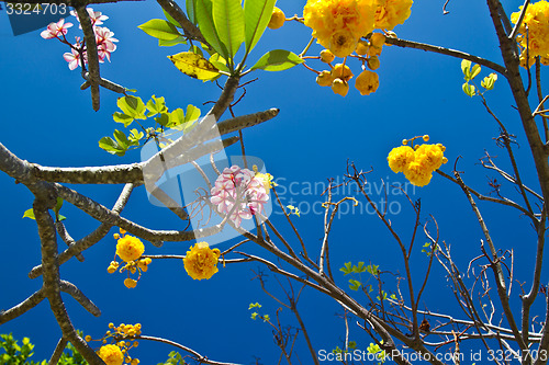 Image of Flowers in Thailand