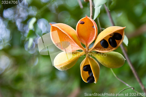 Image of Flowers on a tree in Koh Ngai island Thailand
