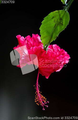 Image of Red orchid on a tree in Thailand