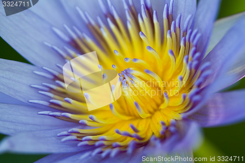 Image of Water lily on  Koh Ngai island Thailand