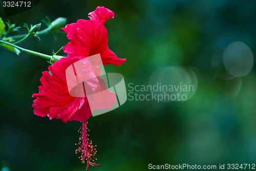 Image of Red orchid on a tree in Thailand