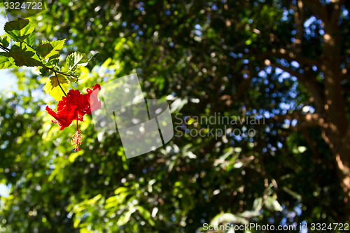 Image of Red orchid on a tree in Thailand