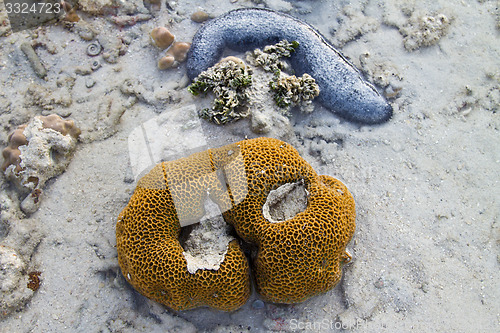 Image of sea sausage at the beach in thailand