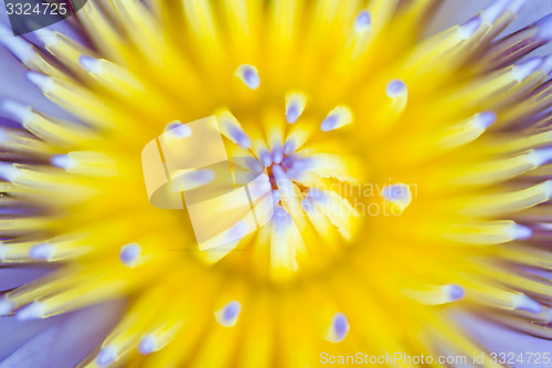 Image of Water lily on  Koh Ngai island Thailand