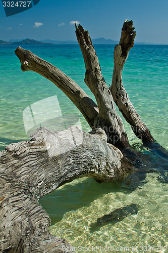 Image of Dead tree in water the beach  thailand