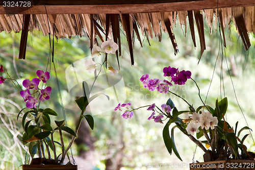 Image of Yellow and pink, flowers on a tree in Koh Ngai island Thailand