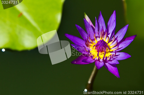 Image of Water lily on  Koh Ngai island Thailand