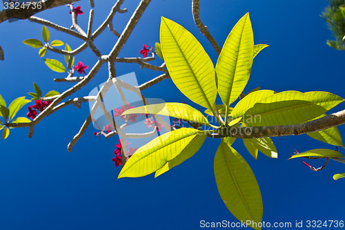 Image of Flowers in Thailand