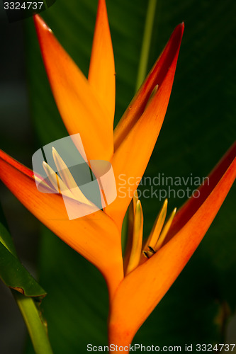 Image of Heliconia flowers on a tree in Koh Ngai island Thailand