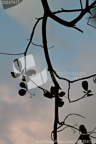 Image of Branch silhouette Thailand