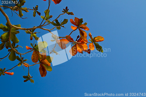 Image of Colourful leaves of a tree in Thailand