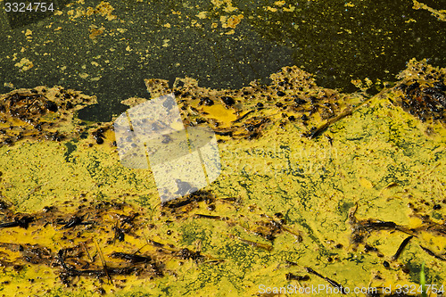 Image of Closeup of algae in water