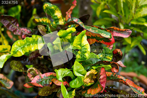 Image of Leaf in Thailand