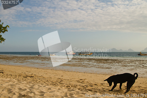 Image of Dog at the beach