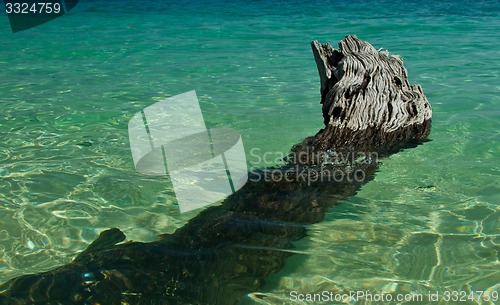 Image of Dead tree in water the beach  thailand