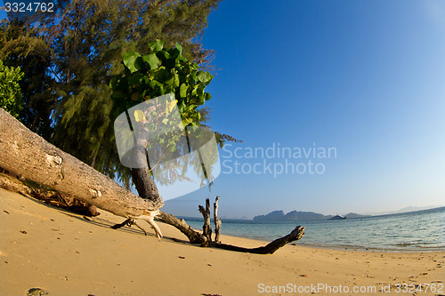 Image of Tree growing at  the beach in thailand