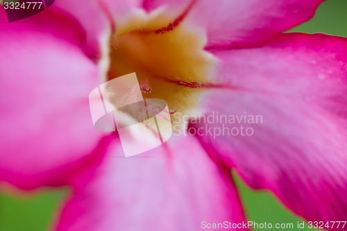 Image of Gloriosa superba. Glory lily - Climbing lily