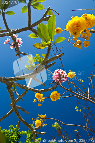 Image of Flowers in Thailand