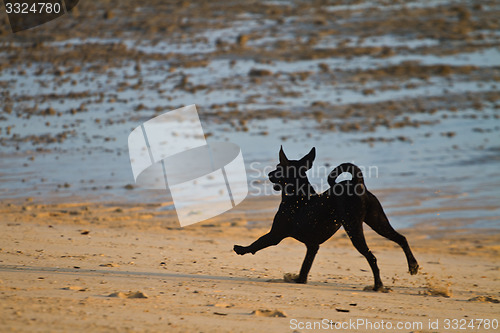 Image of Dog at the beach