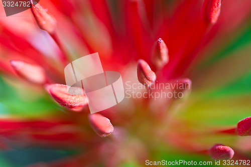 Image of Red and pink, flowers on a tree in Koh Ngai island Thailand