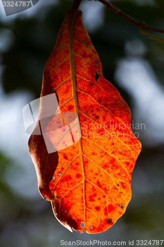 Image of Colourful leaves of a tree in Thailand