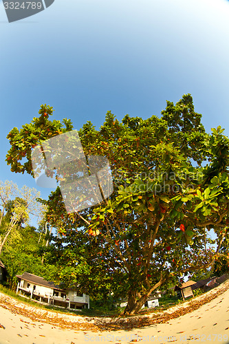 Image of Tree growing at  the beach in thailand