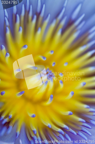 Image of Water lily on  Koh Ngai island Thailand