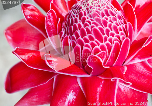 Image of Red vanda flowers in Thailand