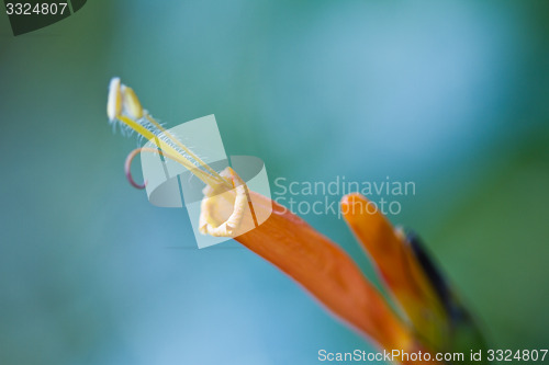 Image of flowers in Thailand