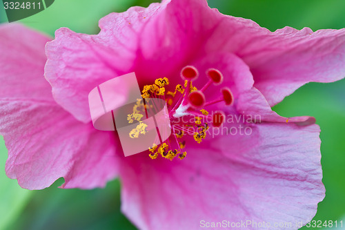 Image of pink, flowers on a tree in Koh Ngai island Thailand