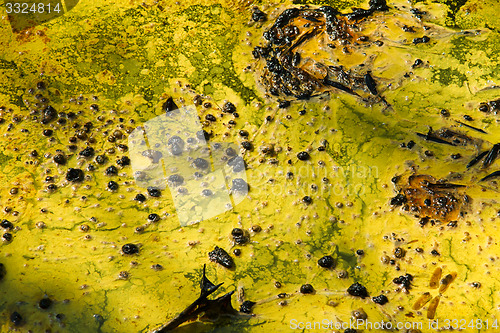 Image of Closeup of algae in water